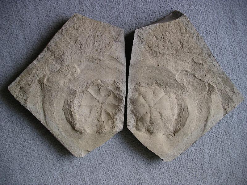 Rhizostomites admirandus Bild &copy;